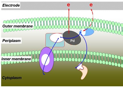 城环所揭示微生物制造的金属纳米粒子在电子传递中的关键作用